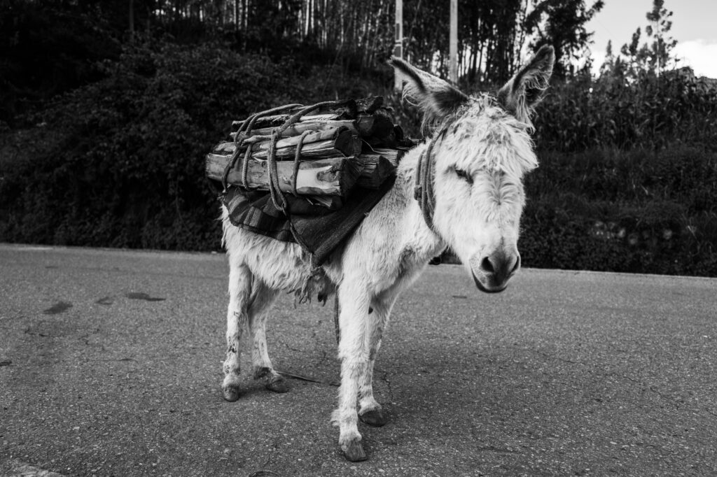 A rustic scene of a donkey carrying firewood along a rural road in Huaraz, Peru. Captured in black and white for a timeless feel.